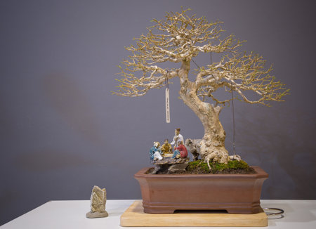 Mini bonsai tree in the flowerpot on bonsai stand a natural backgroundの写真素材