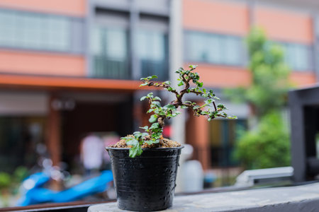 Mini bonsai tree in the flowerpot on bonsai stand a natural background
