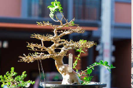 Mini bonsai tree in the flowerpot on bonsai stand a natural backgroundの写真素材