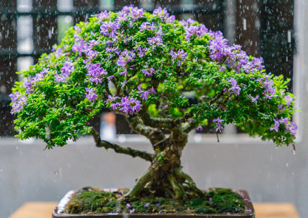 Mini bonsai tree in the flowerpot on bonsai stand a natural backgroundの写真素材