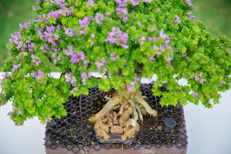 Mini bonsai tree in the flowerpot on bonsai stand a natural backgroundの写真素材