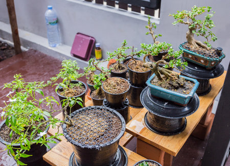 Mini bonsai tree in the flowerpot on bonsai stand a natural backgroundの写真素材