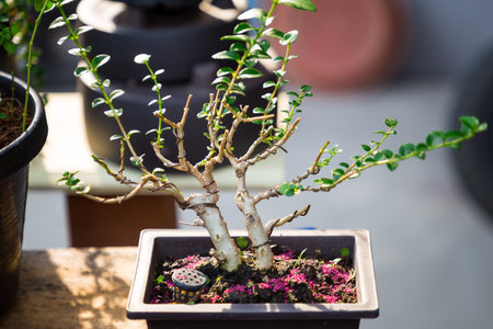 Mini bonsai tree in the flowerpot on bonsai stand a natural backgroundの写真素材