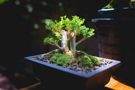Mini bonsai tree in the flowerpot on bonsai stand a natural backgroundの写真素材