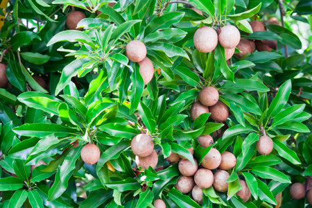 Sapota fruit on treeの写真素材