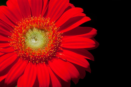 Red Gerbera on black backgroundの写真素材