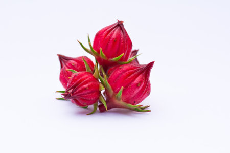 Roselle fruits on white backgroundの写真素材