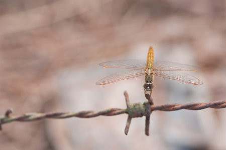 Dragonflyの写真素材