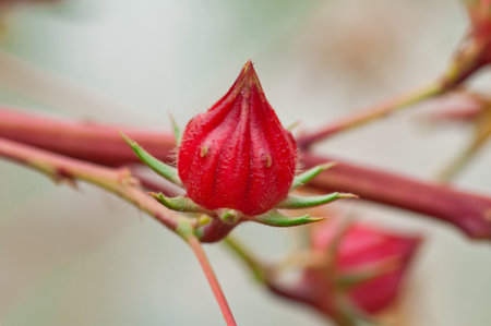 Roselle fruits on tree , Thailand の写真素材