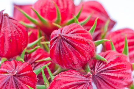 roselle fruitsの写真素材