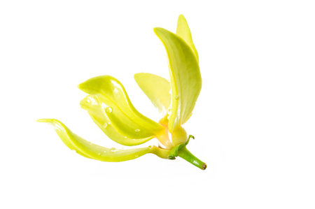 Ylang-Ylang Flower on white background の写真素材
