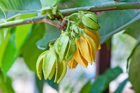 Ylang-Ylang Flowers on treeの写真素材