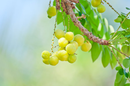 Phyllanthus acidus on tree の写真素材