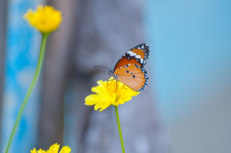 A small butterfly on a flowerの写真素材