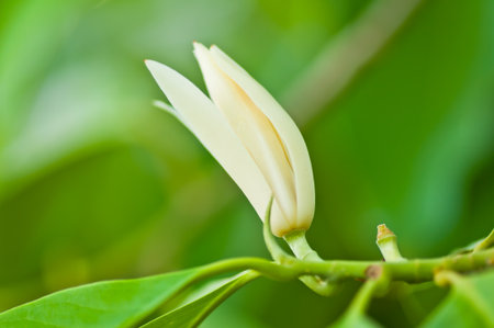 White Michelia Alba,Thailand の写真素材