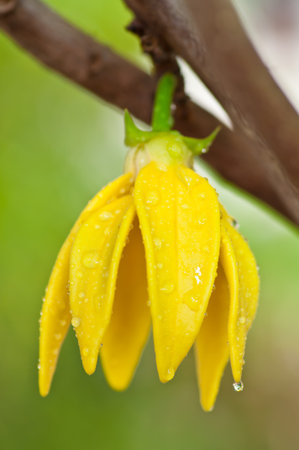 Ylang-Ylang Flowers on tree , Thailandの写真素材