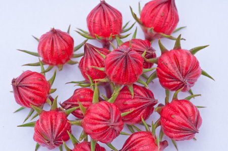 roselle fruitsの写真素材