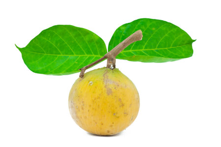 Santol, tropical fruit on white background の写真素材