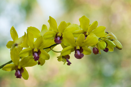 Brilliant yellow orchid orchid in the Contest in Thailand  の写真素材