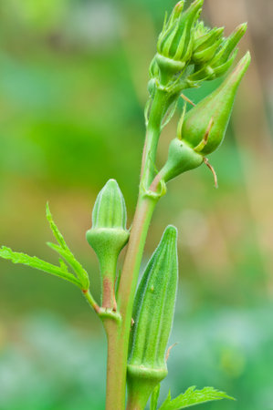 Okra on treeの写真素材