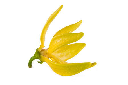 Ylang-Ylang Flower on white background の写真素材