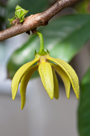 Ylang-Ylang Flowers on tree , Thailandの写真素材