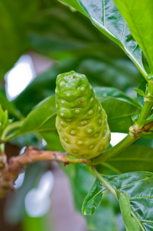 Noni fruit on the tree 