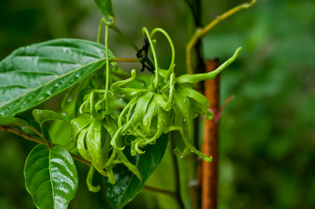 Ylang-Ylang flower on tree, for the manufacture of essential oil の写真素材