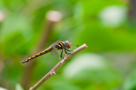 Dragonfly の写真素材