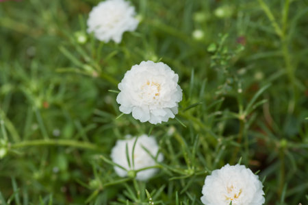 portulaca flower in the garden