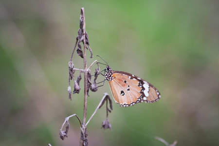 A small butterfly on a leaf in nature , Thailand の写真素材