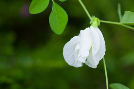 White Butterfly pea flower in garden の写真素材