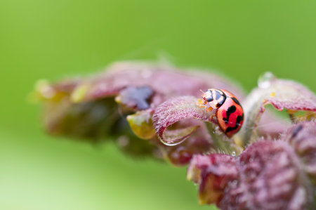 Ladybird on leaf in nature , Thailand の写真素材