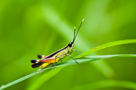 grasshopper in green nature の写真素材