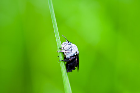 carpenter bees on a leaf in nature , Thailand の写真素材