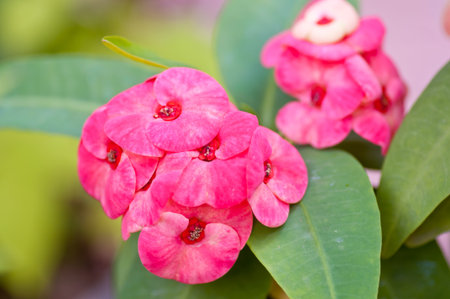 Close up for Poi Sian pink flowers  の写真素材