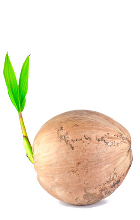 Coconut sprout on white background の写真素材