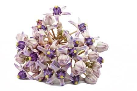 Crown flower on white background ,Thailand の写真素材