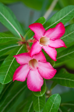 Azalea flowers of thailand の写真素材