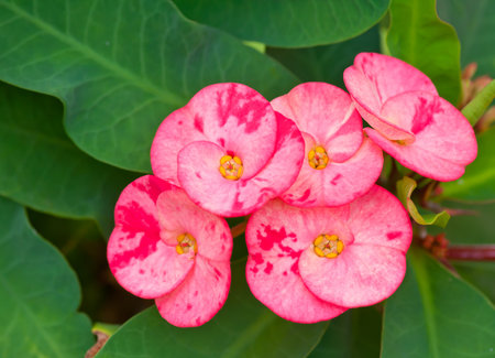 closeup of euphorbia milii flowers の写真素材