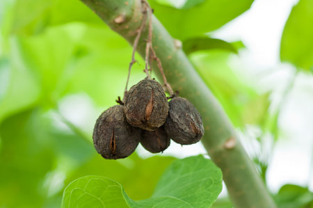 Physic nut の写真素材