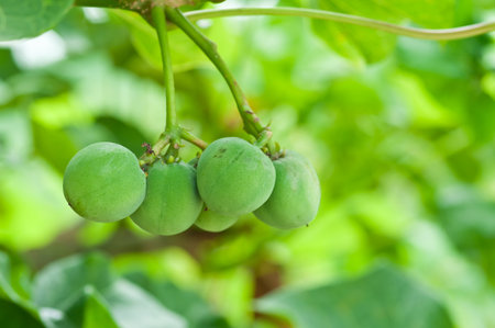 Physic nut の写真素材
