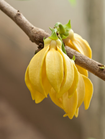 Ylang-Ylang Flowers on tree , Thailand の写真素材