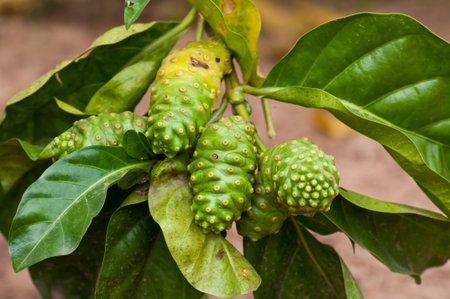 Noni fruit on the tree