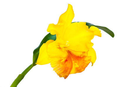 Yellow Orchid の写真素材