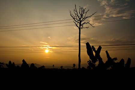 tree silhouette at sunset の写真素材