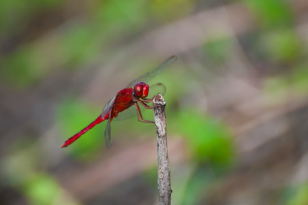Red dragonfly in natureの写真素材