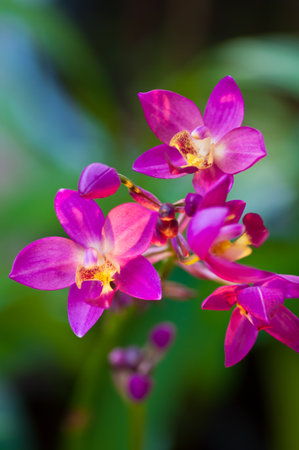 Pink orchids flowersの写真素材