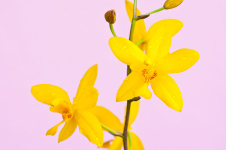 Yellow  orchids flowersの写真素材