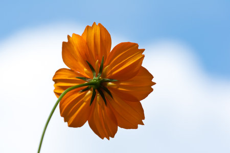 Yellow flower and blue sky の写真素材